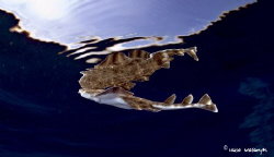 Squatina is a genus of elasmobranch selacimorfos, the onl... by Hugo Masaryk Parra Luis 